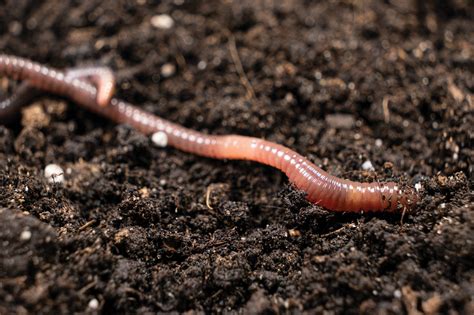 Worm .